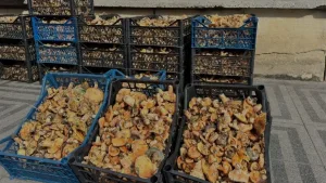 Taşköprü’de Kanlıca Mantarı Fiyatları Yarı Yarıya Düştü