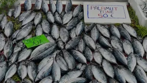 İnebolu’da palamut bolluğu fiyatları 50 liraya çekti